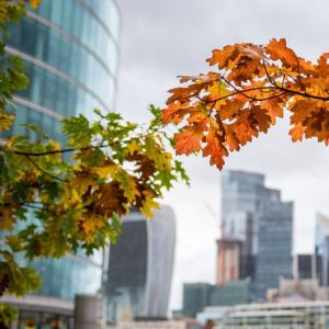 Pest proofing for autumn. Top tips for a pest control professional.