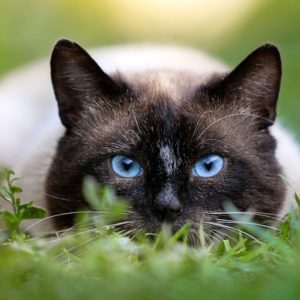 Pest Control Myths are busted