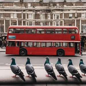 Pigeon control and bird control services in London