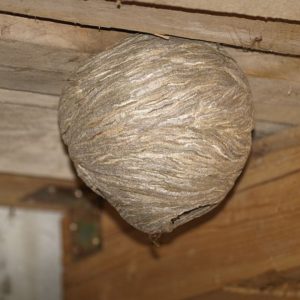 Wasp nest removal in London