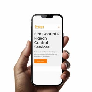 Know when it is time to call a bird control expert