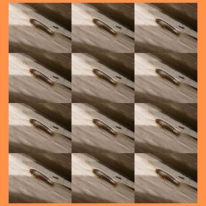 Silverfish