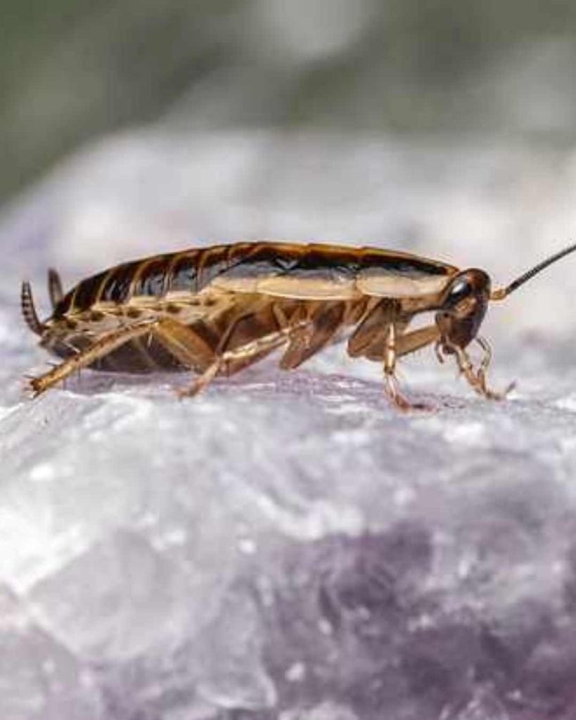 Cockroaches in London